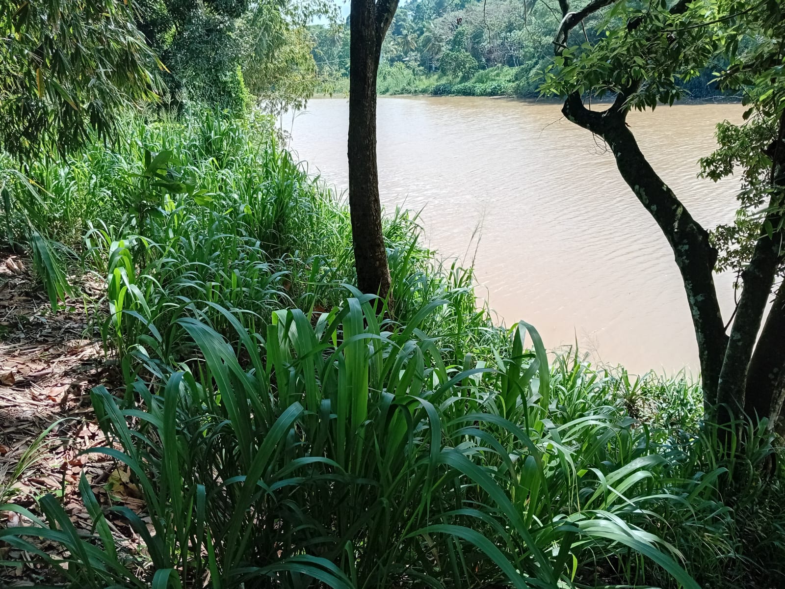 Land for Sale in Gohagoda