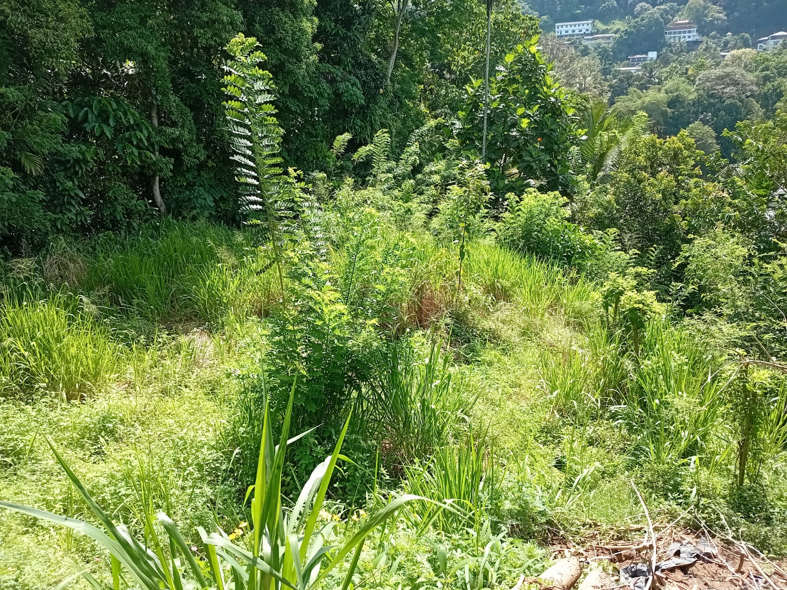 Land for Sale in Gohagoda