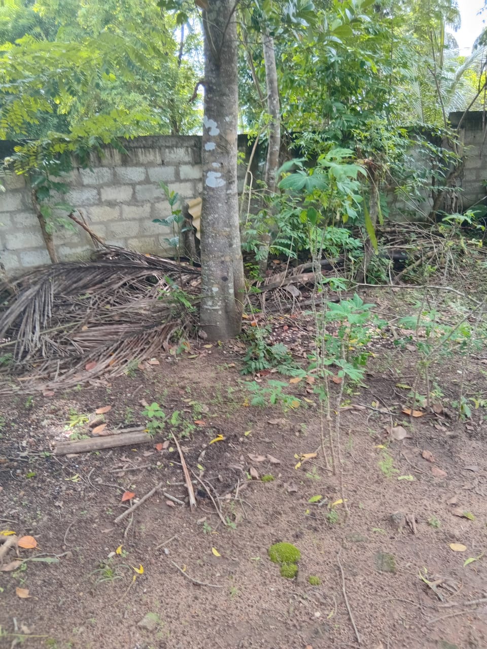 Land for Sal in Gandara