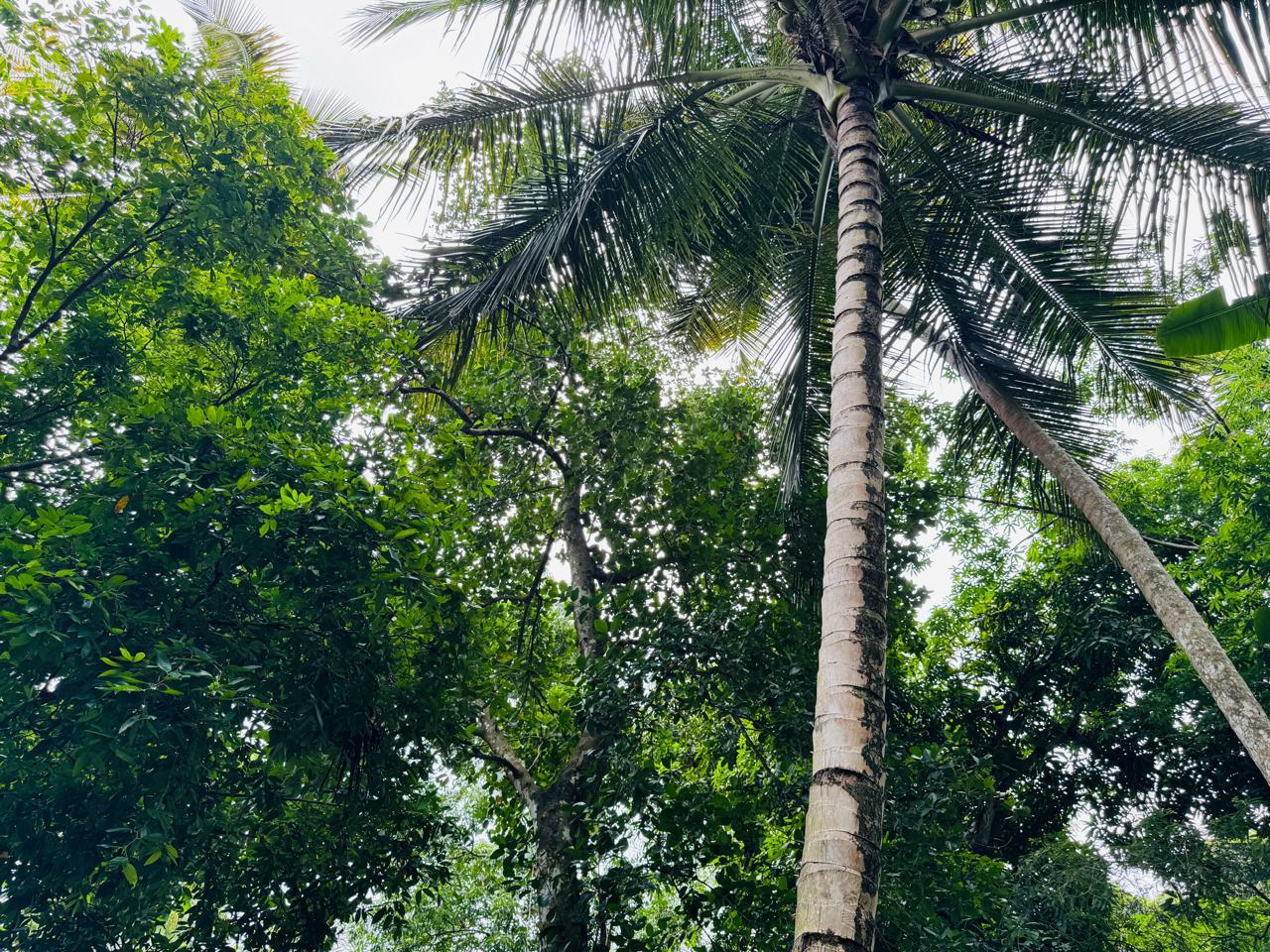 බුළුගොල්ල අධිවේගී මාර්ග පිවිසුමට 2km දුරින් පර්ච් 46 ඉඩමක්