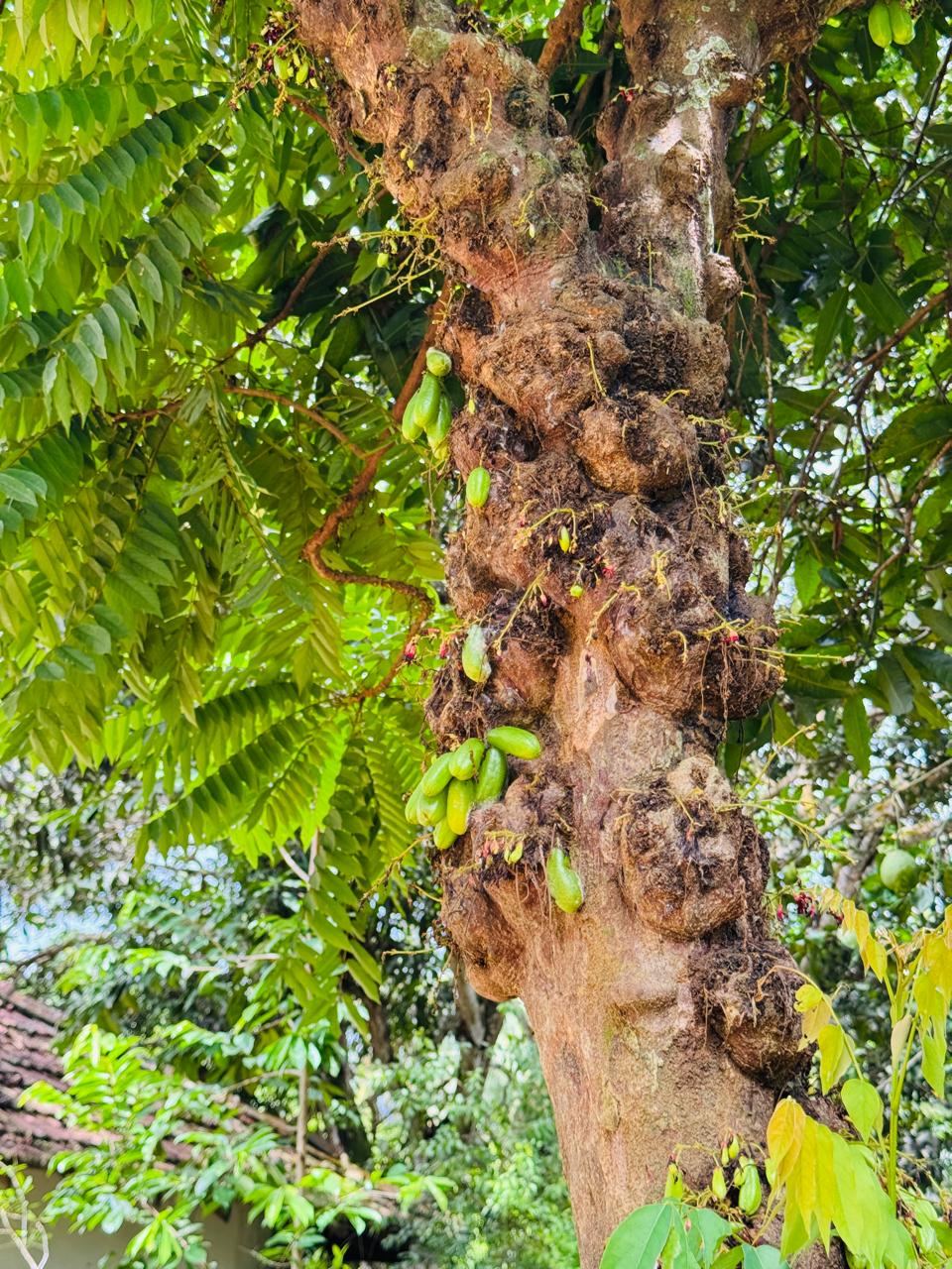 බුළුගොල්ල අධිවේගී මාර්ග පිවිසුමට 2km දුරින් පර්ච් 46 ඉඩමක්