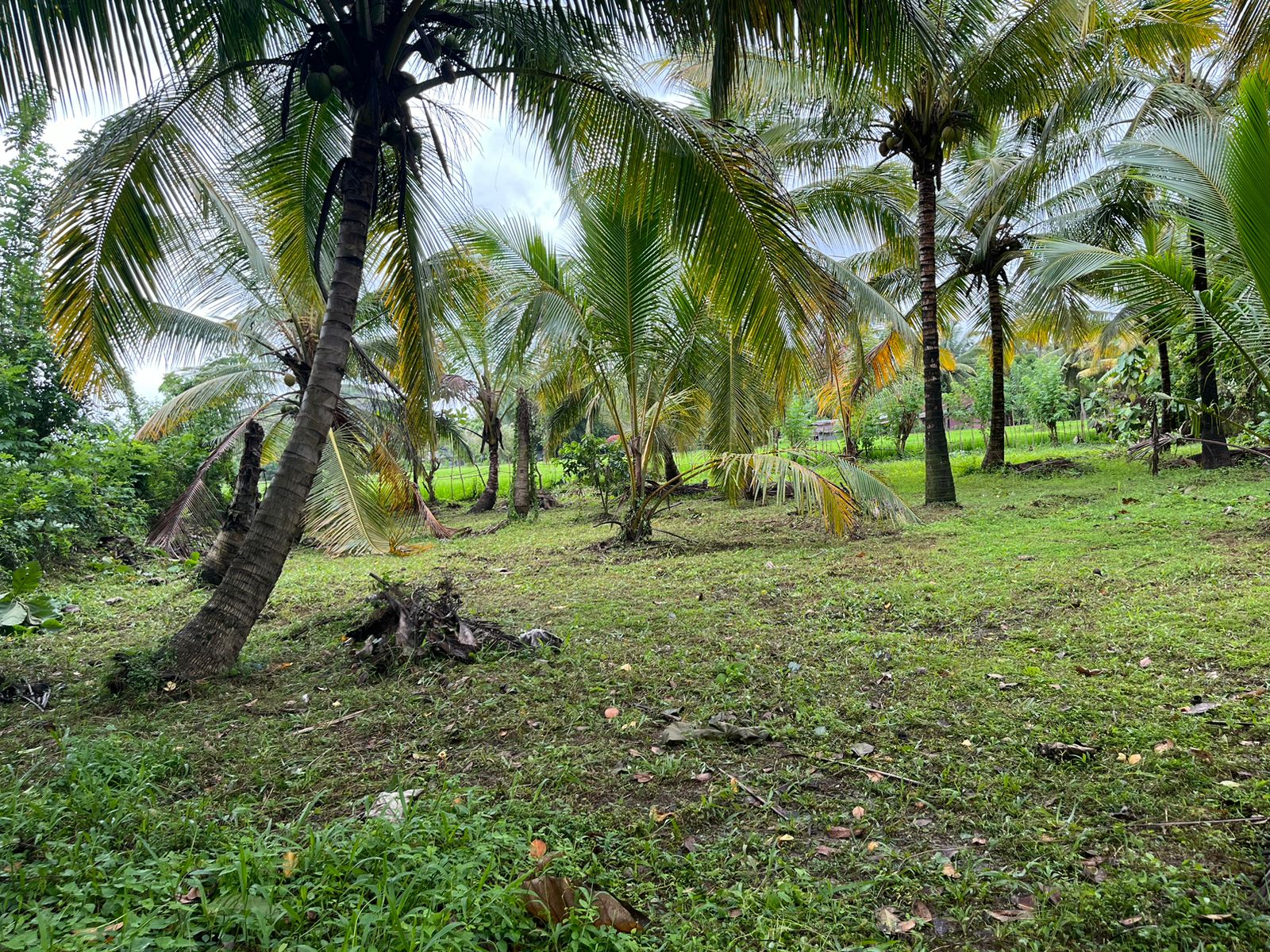 Land for Sale in Melsiripura