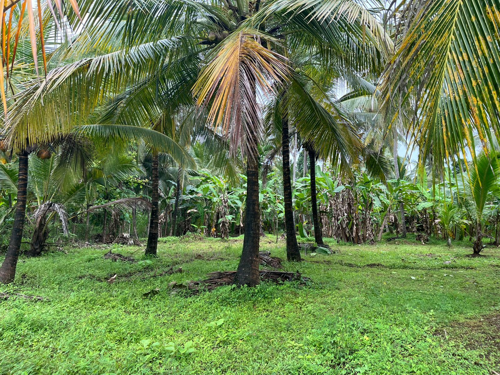 Land for Sale in Melsiripura