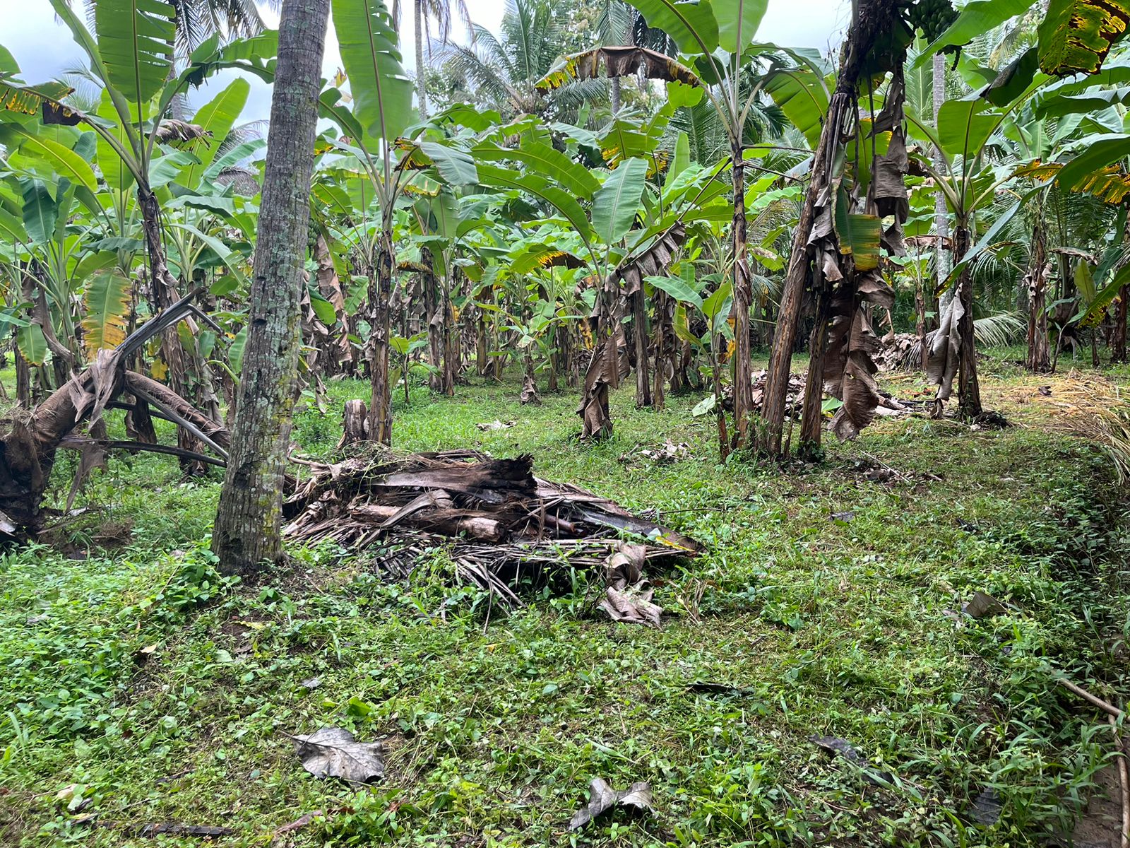 Land for Sale in Melsiripura