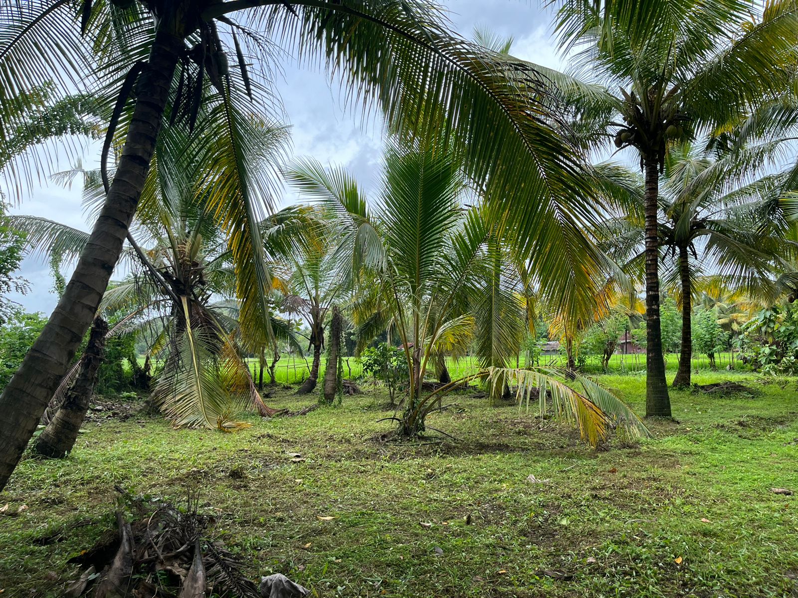 Land for Sale in Melsiripura