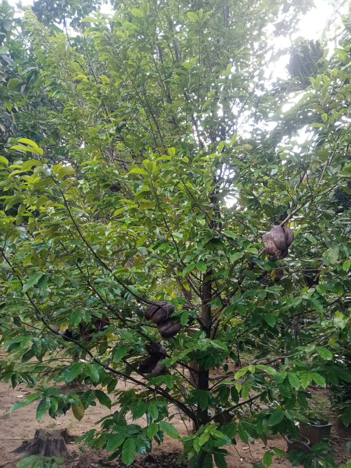 land for sale dambulla