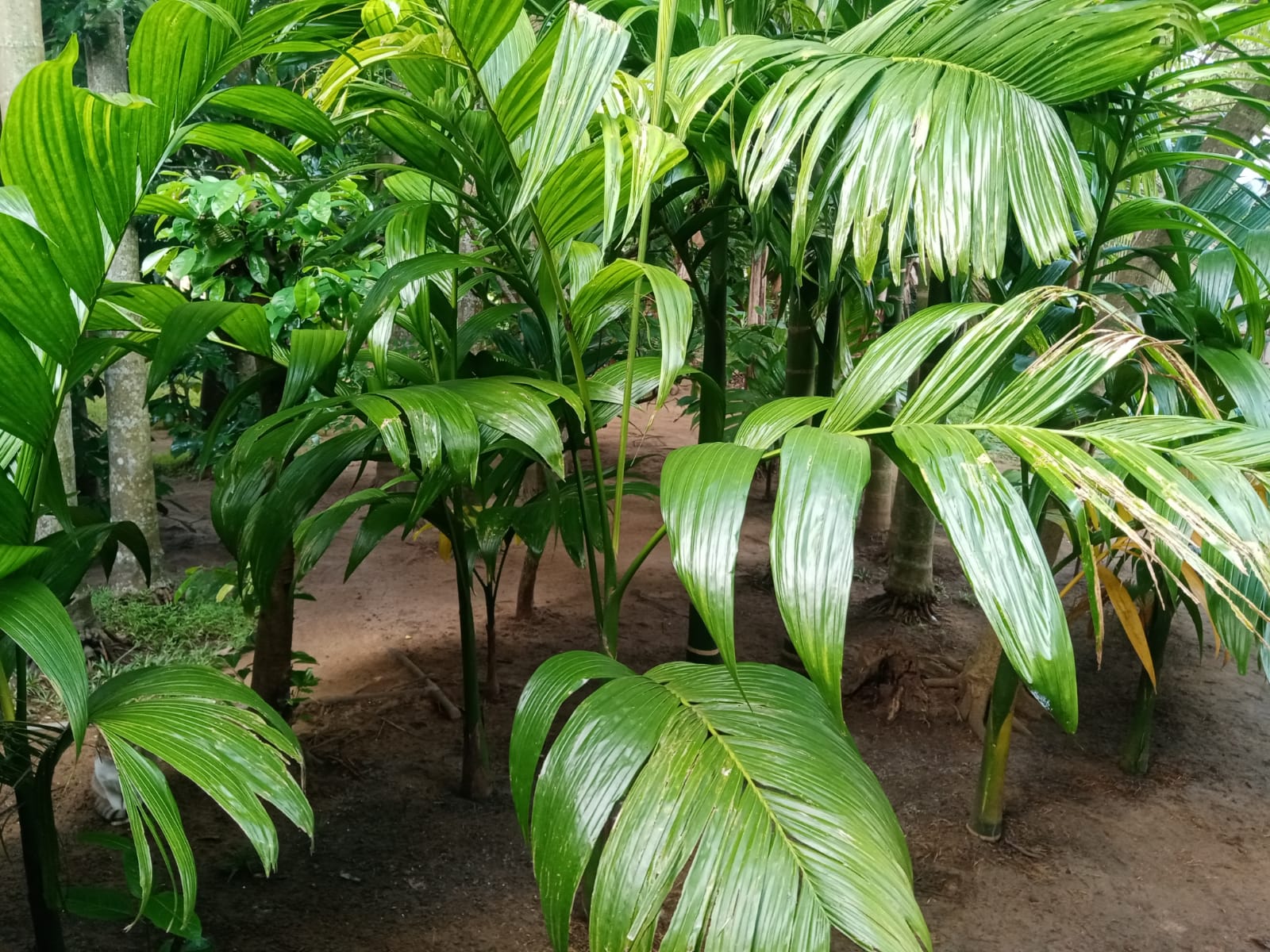 land for sale dambulla