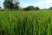 land for sale dambulla