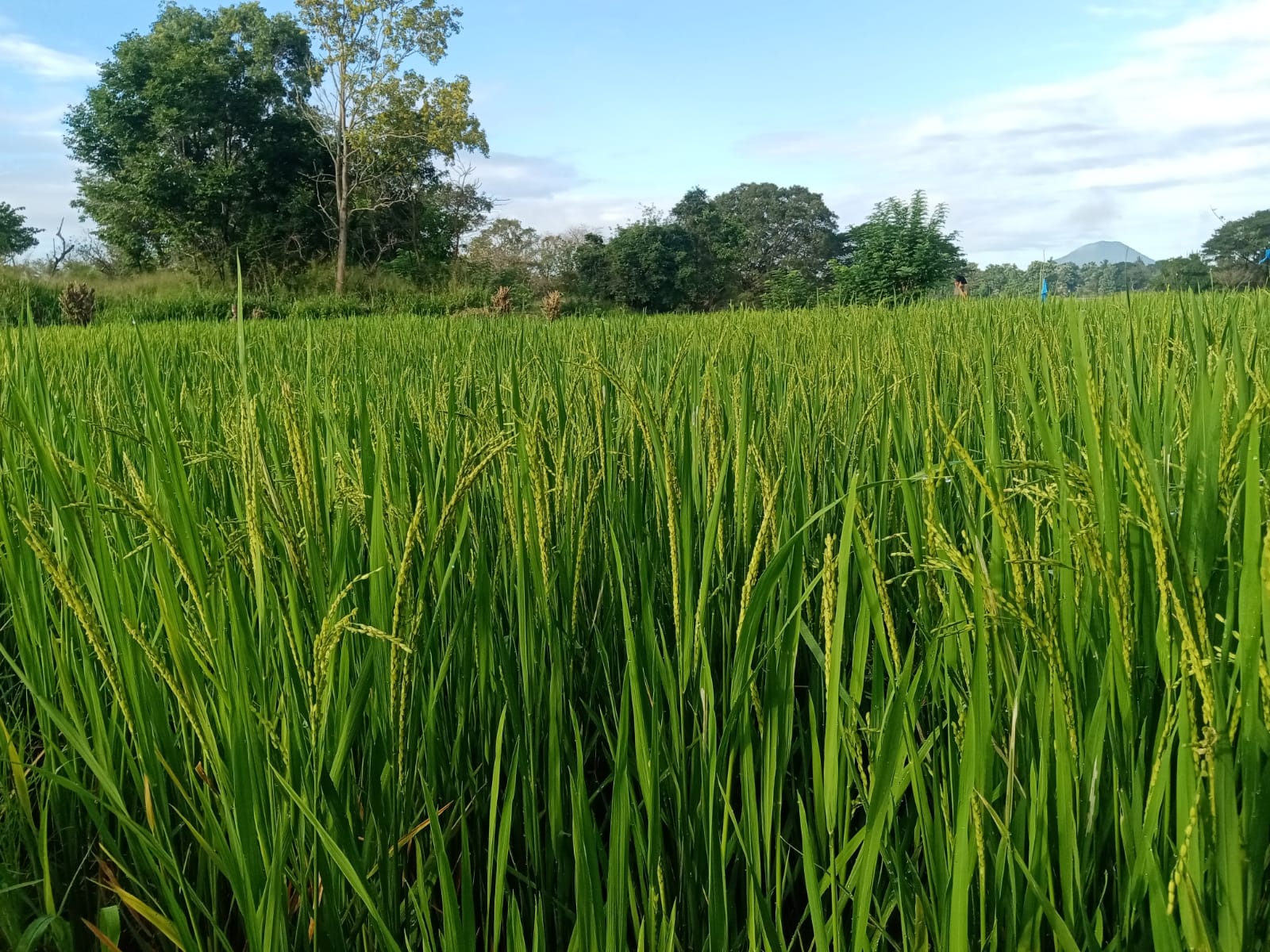 land for sale dambulla