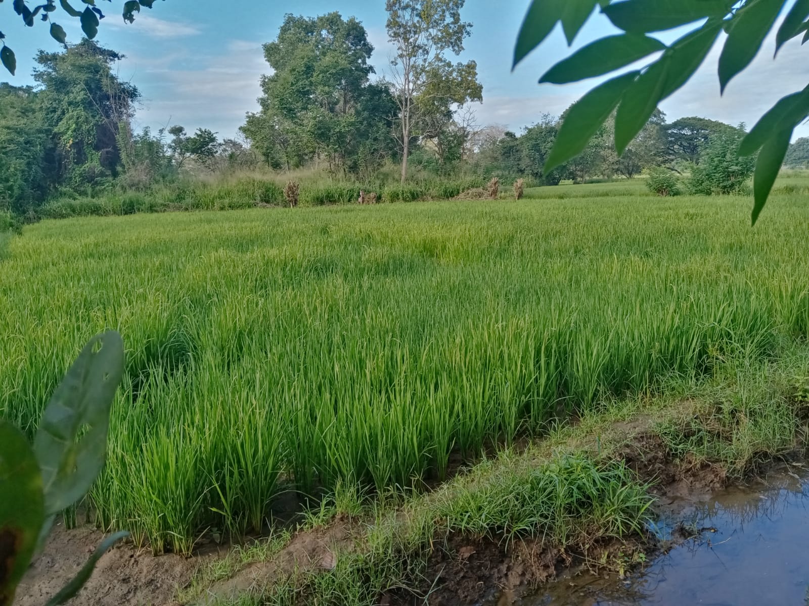 land for sale dambulla