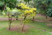 land for sale dambulla