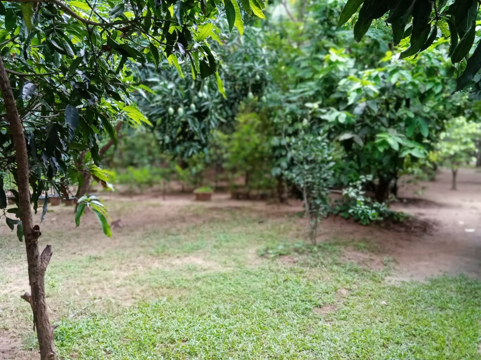 land for sale dambulla