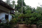 land for sale dambulla