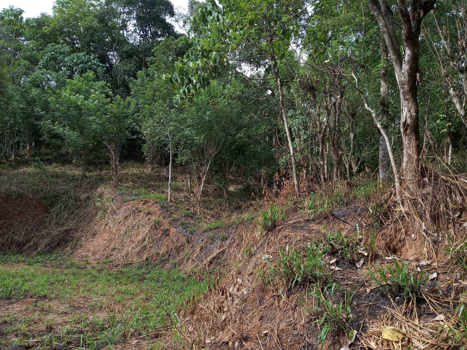 Land For Sale In Aladeniya