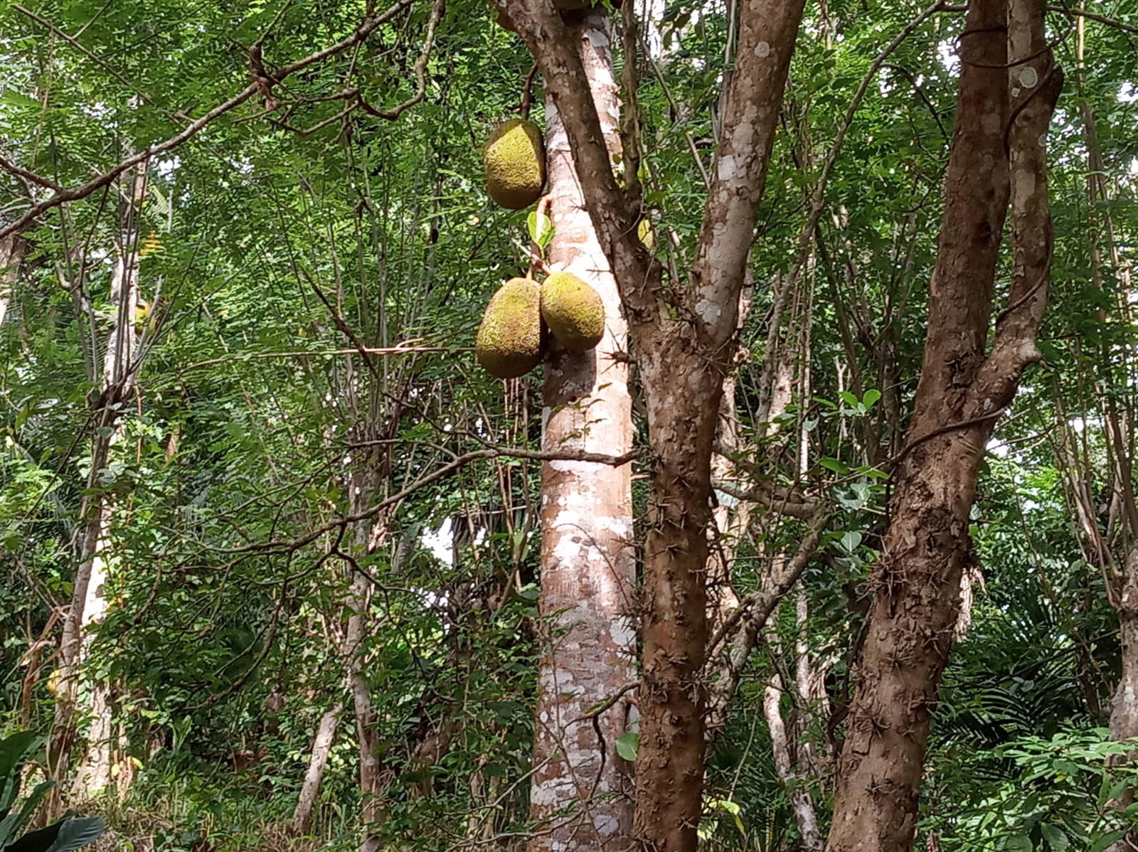 Land For Sale In Aladeniya