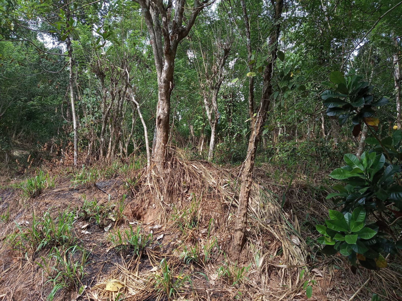 Land For Sale In Aladeniya