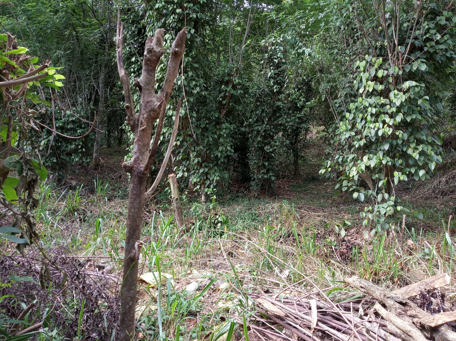 Land For Sale In Aladeniya