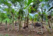 Residential Land for Sale Near Kiriwattuduwa
