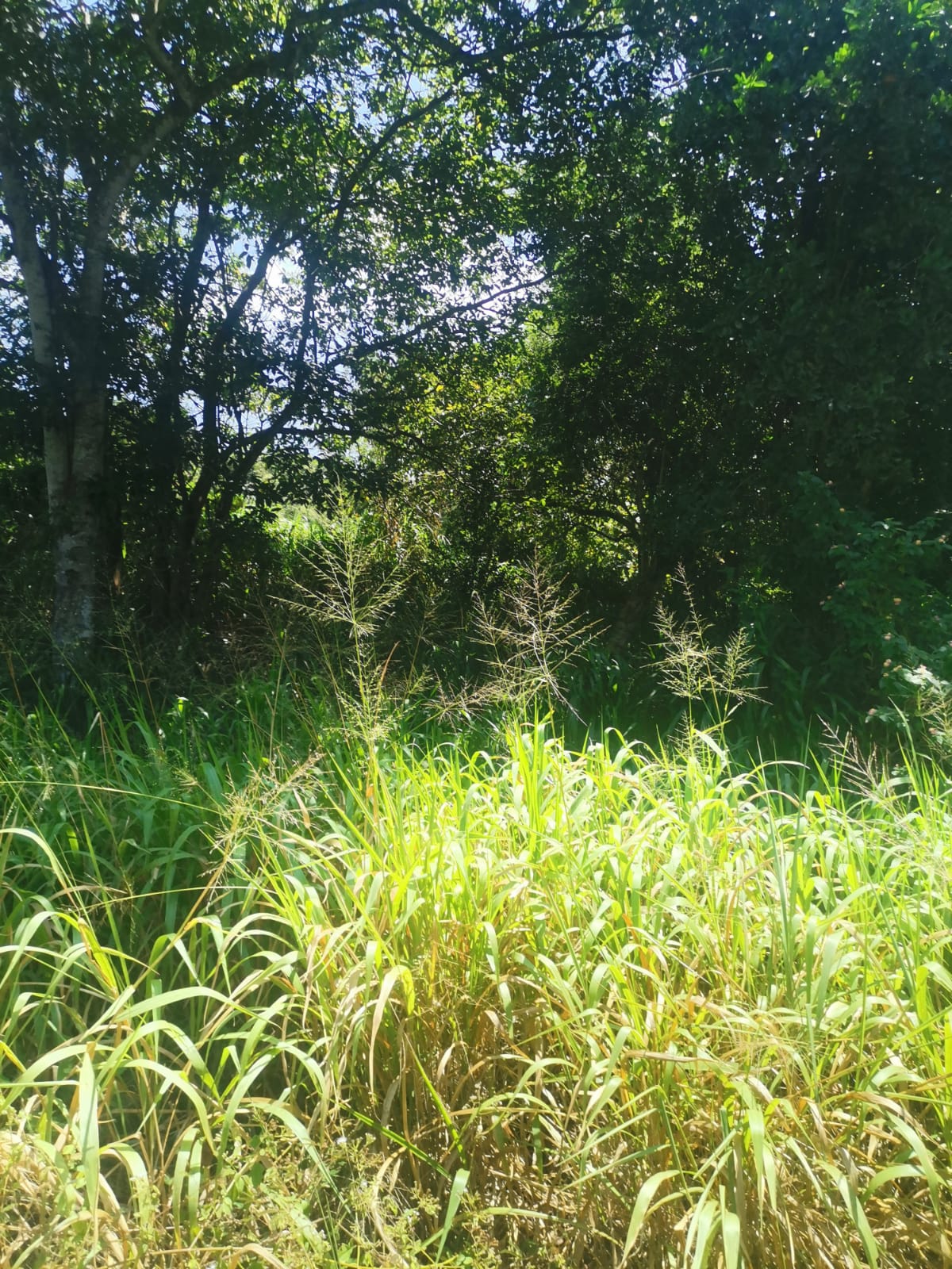 Land for Sale in Monaragala