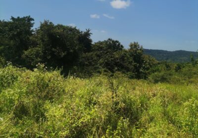 Land for Sale in Monaragala