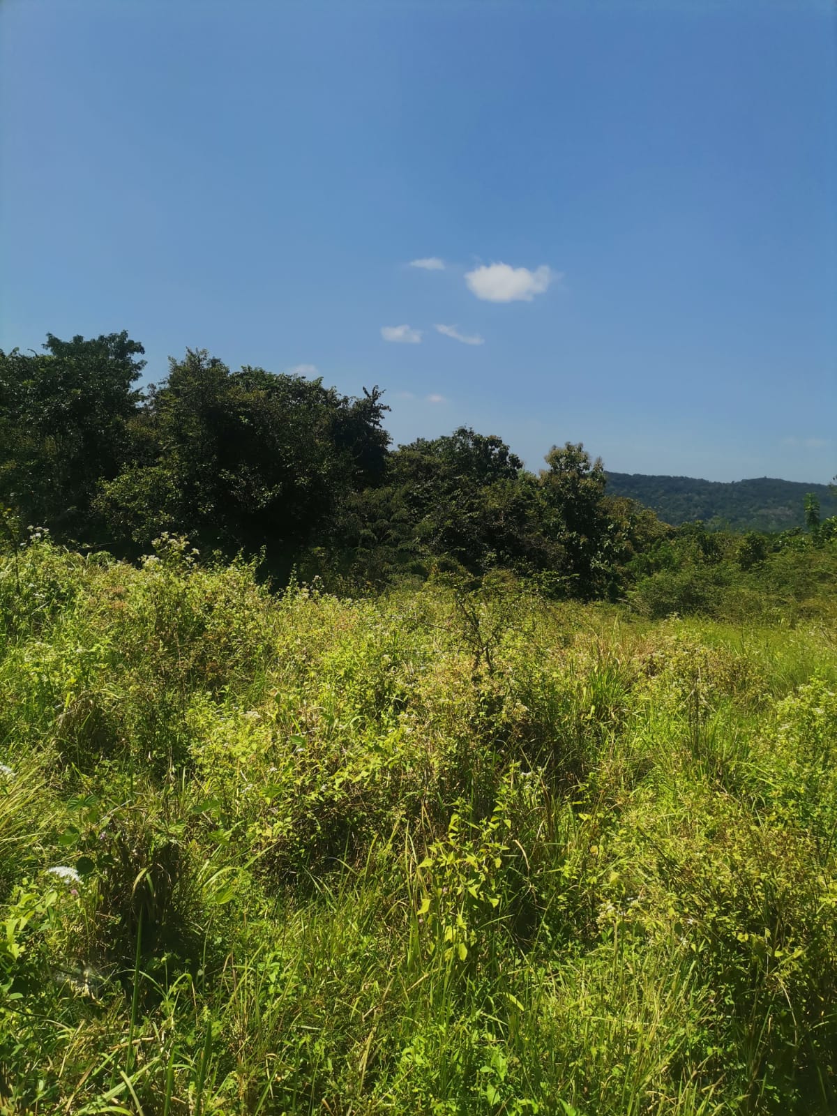 Land for Sale in Monaragala