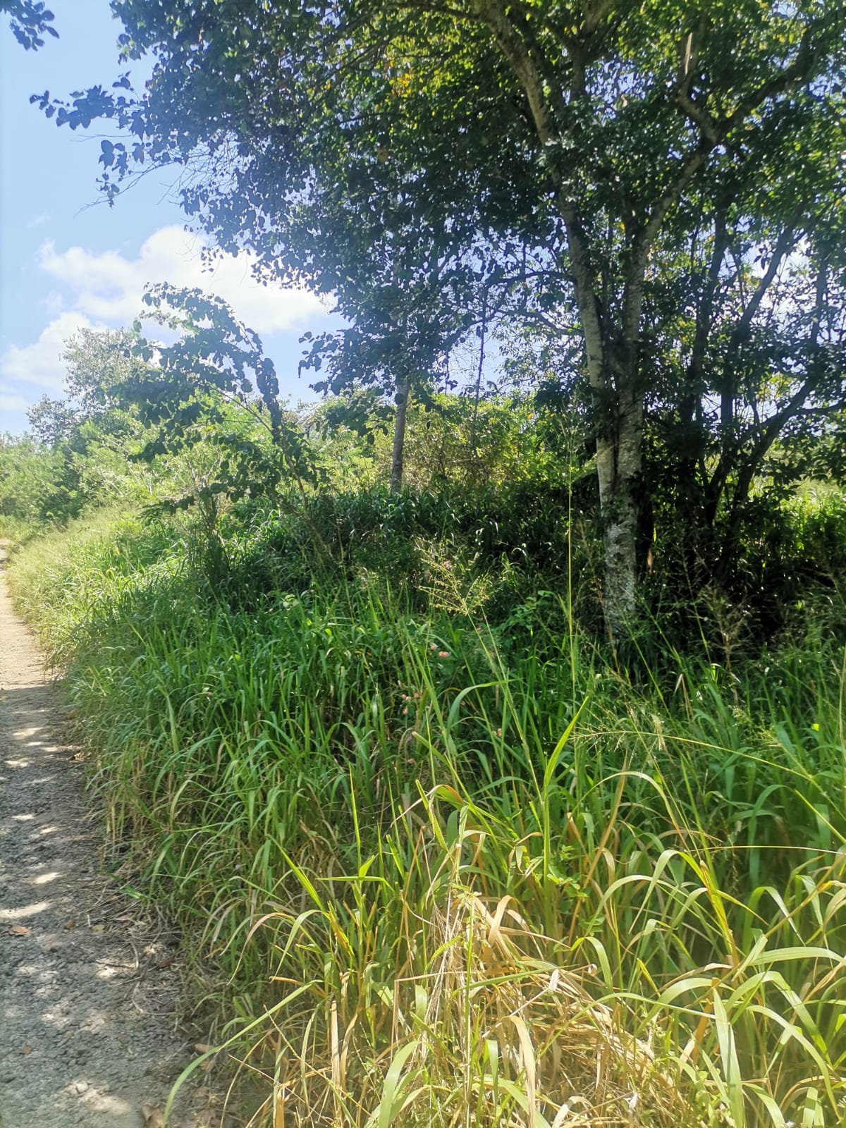 Land for Sale in Monaragala