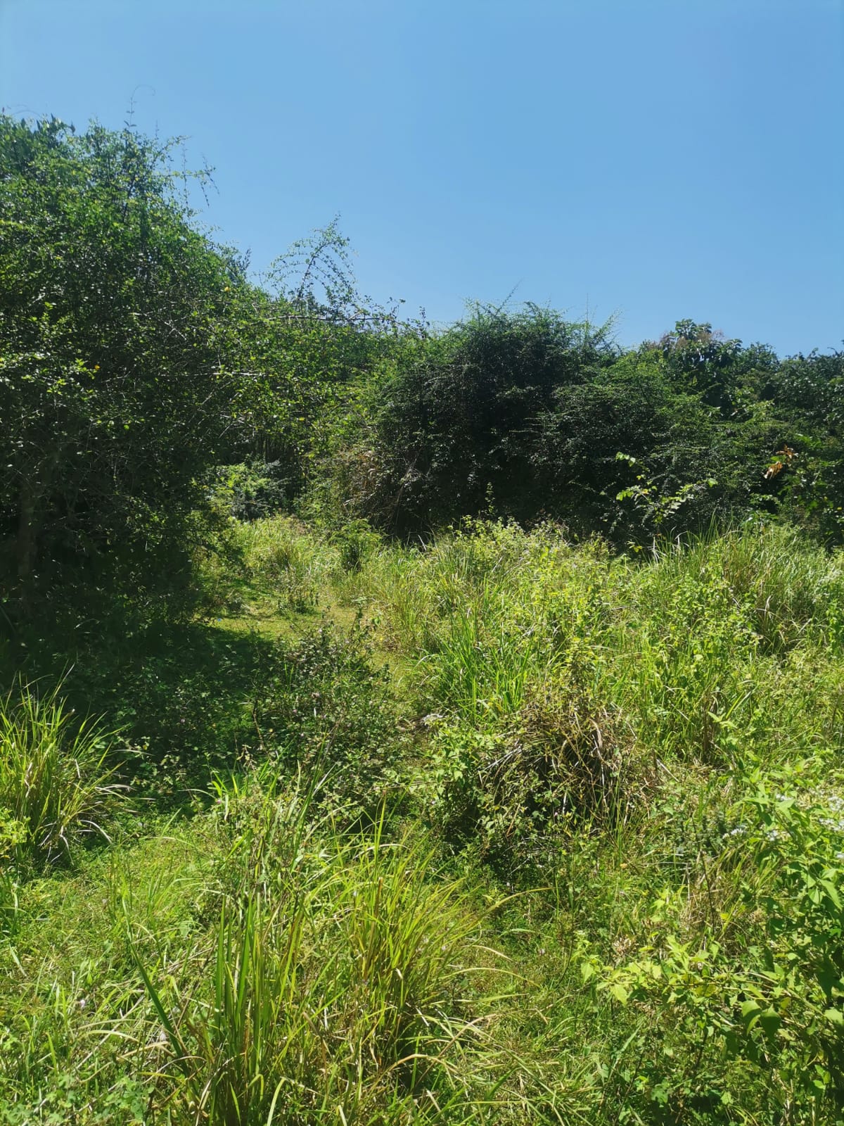 Land for Sale in Monaragala