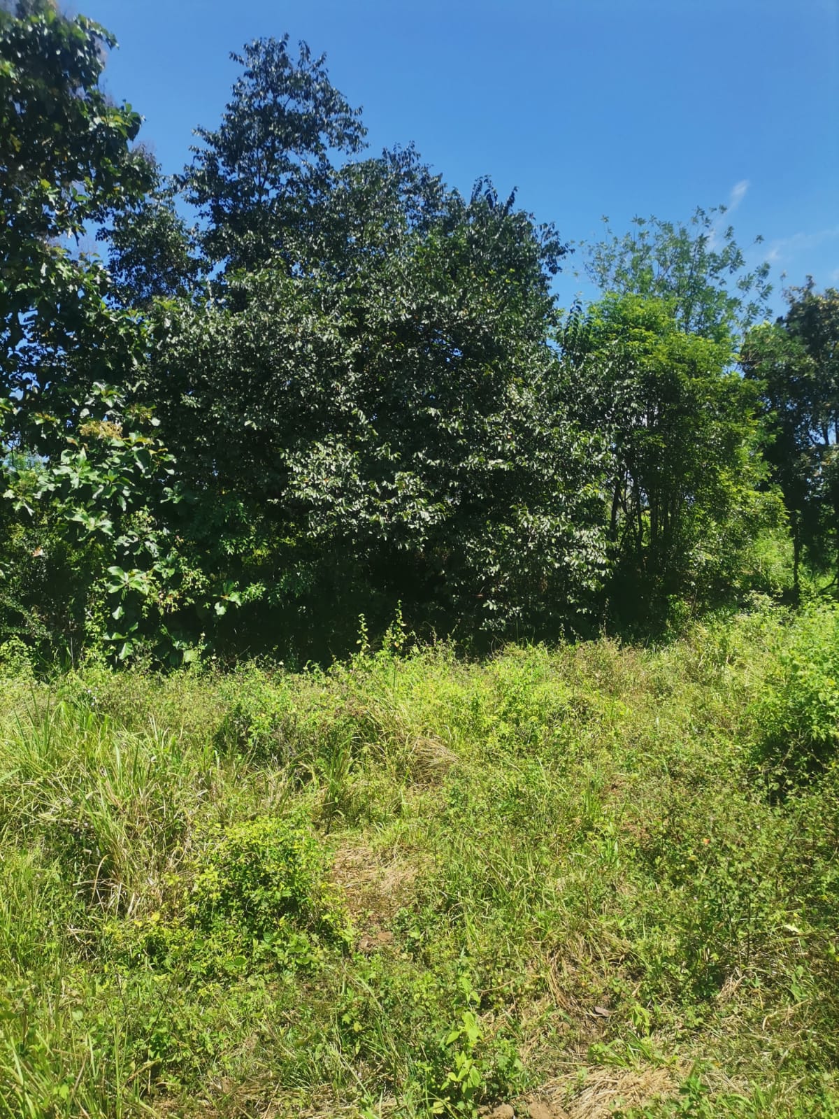 Land for Sale in Monaragala