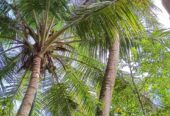 House for Sale Kalutara South