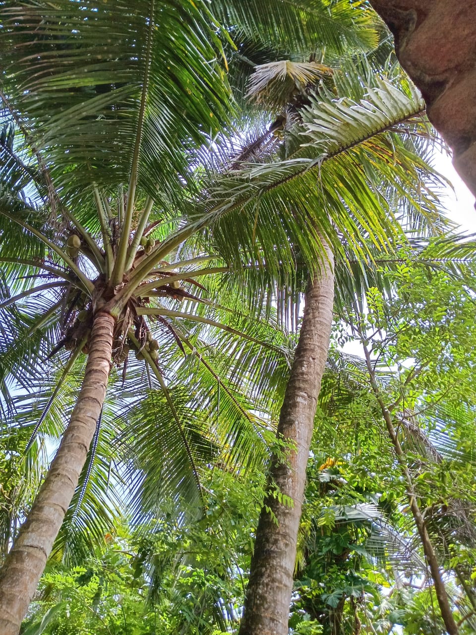 House for Sale Kalutara South