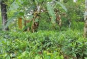 හොරණින් සියලු පහසුකම් සහිත නිවසක් විකිනීමට