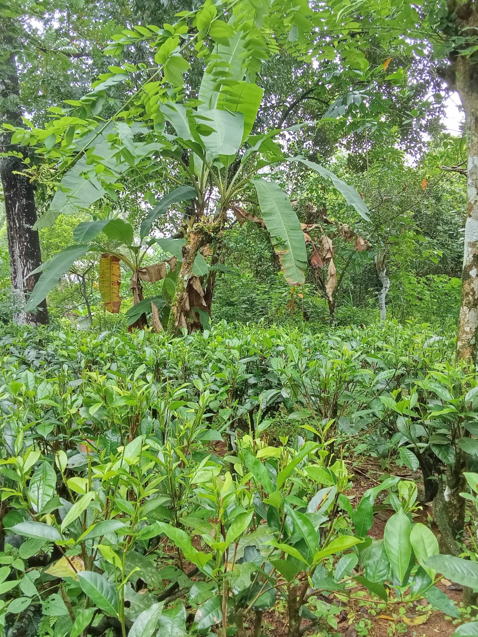 හොරණින් සියලු පහසුකම් සහිත නිවසක් විකිනීමට