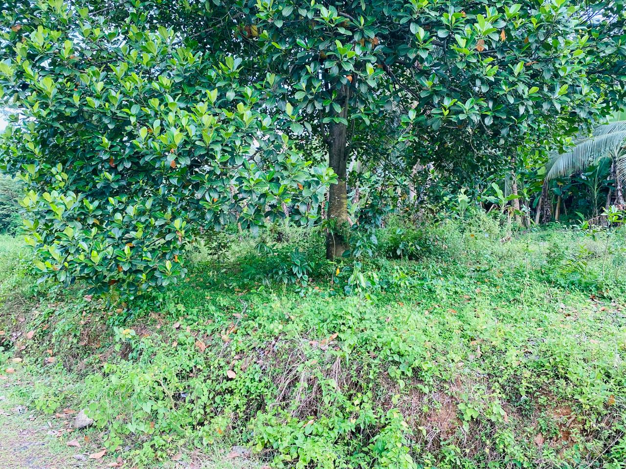 Land for Sale in Kaduwela