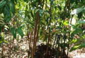 බලපිටිය කුරුඳු ඉඩමක් විකිණීමට