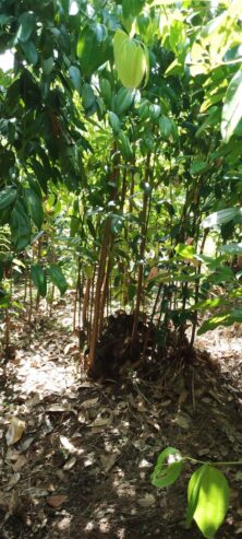 බලපිටිය කුරුඳු ඉඩමක් විකිණීමට