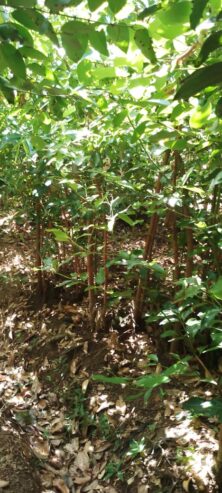බලපිටිය කුරුඳු ඉඩමක් විකිණීමට