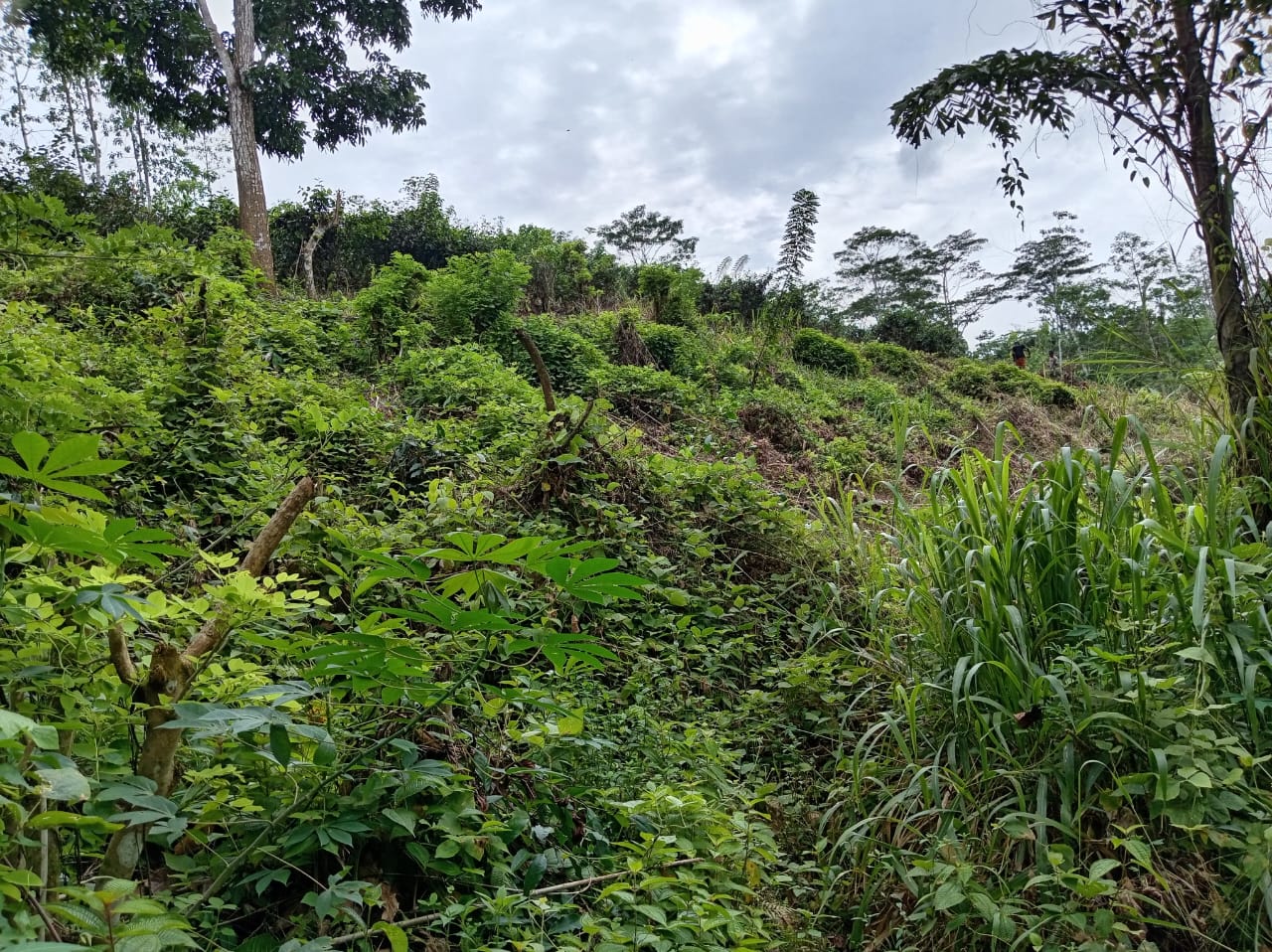 ගාල්ල අකුරැස්ස පාරට ආසන්නයෙන් තේ වගාවට වටිනා ඉඩමක්