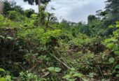 ගාල්ල අකුරැස්ස පාරට ආසන්නයෙන් තේ වගාවට වටිනා ඉඩමක්