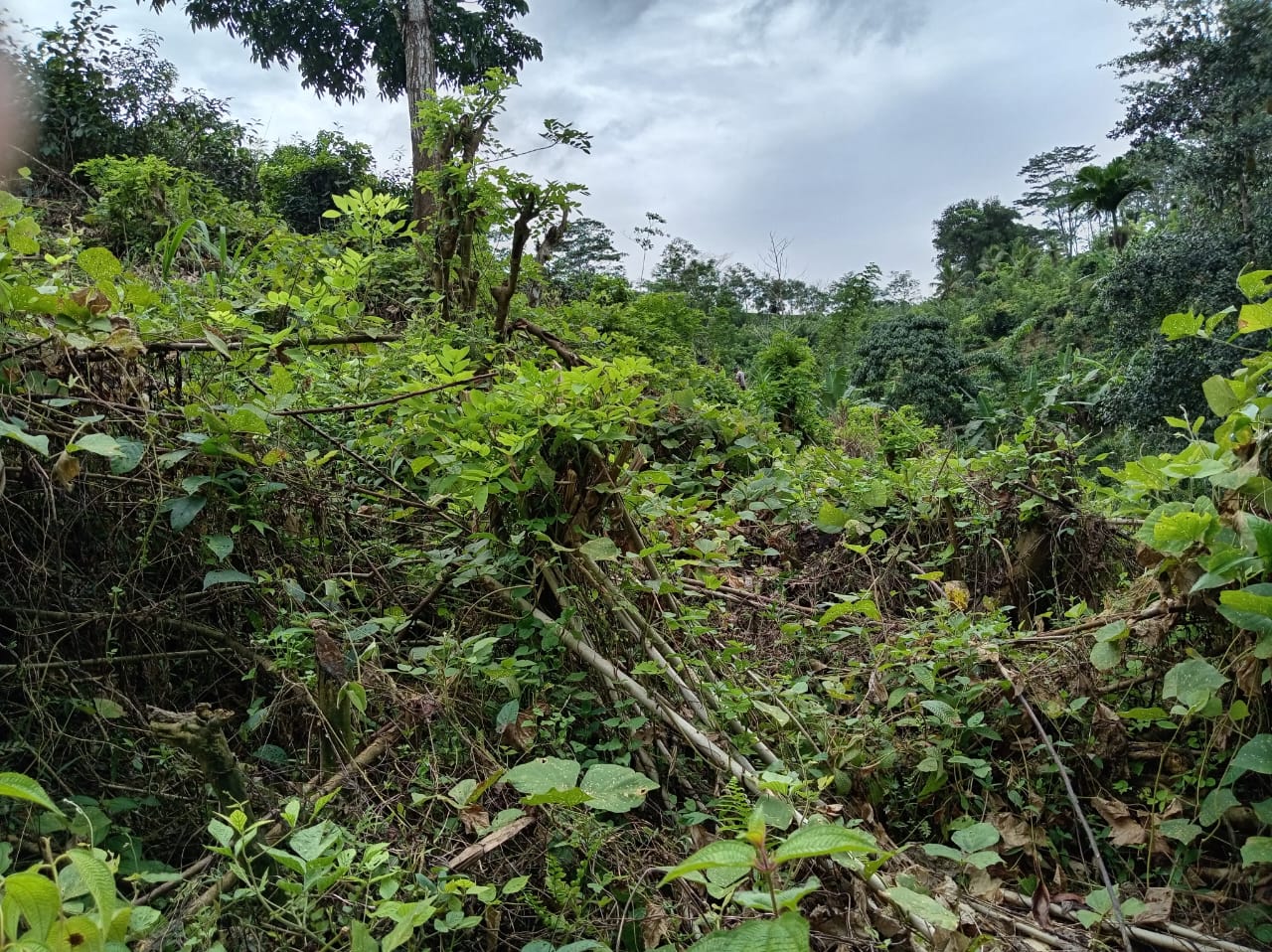 ගාල්ල අකුරැස්ස පාරට ආසන්නයෙන් තේ වගාවට වටිනා ඉඩමක්