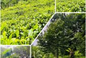 House with Land for Sale Galle
