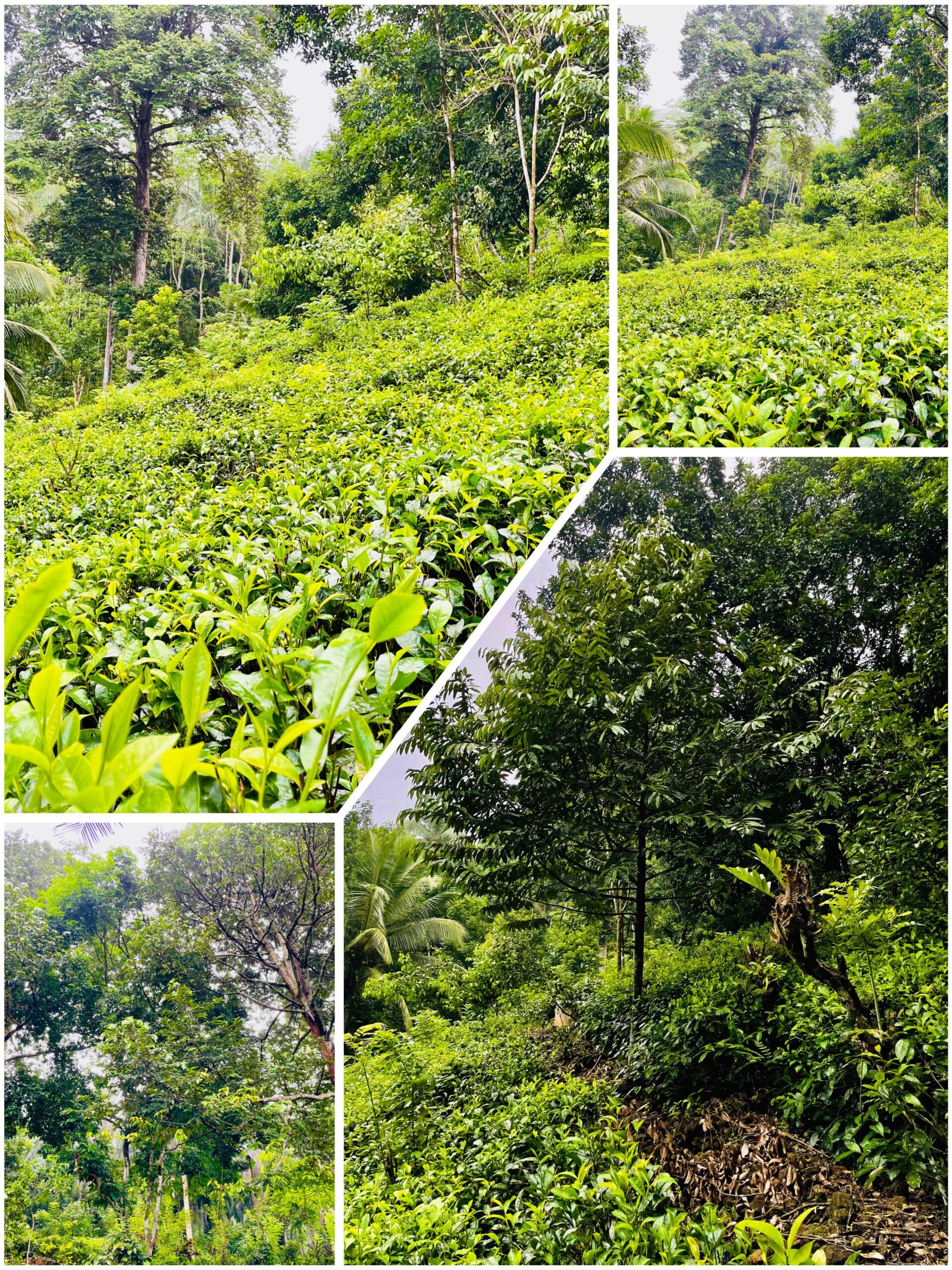 House with Land for Sale Galle