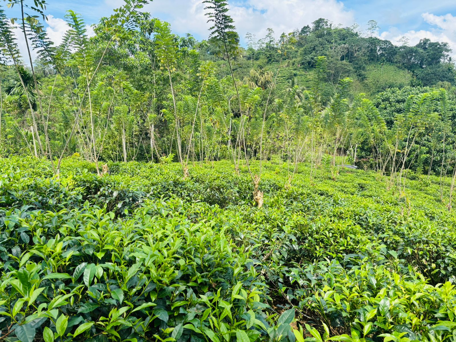 Tea Land for Sale in Galle
