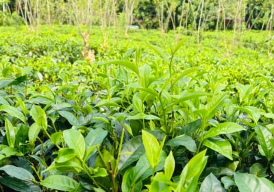 Tea Land for Sale in Galle