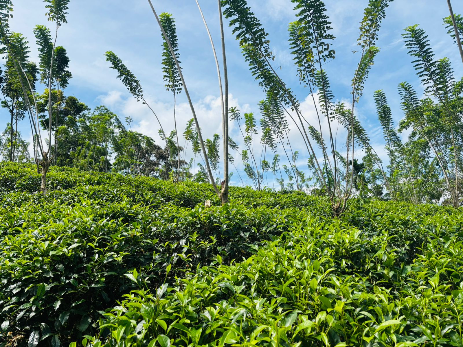 Tea Land for Sale in Galle