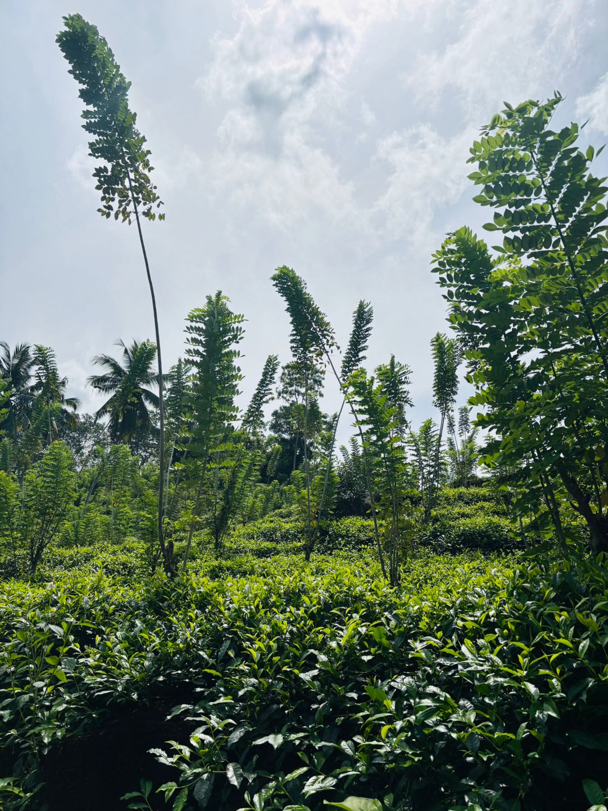 Tea Land for Sale in Galle