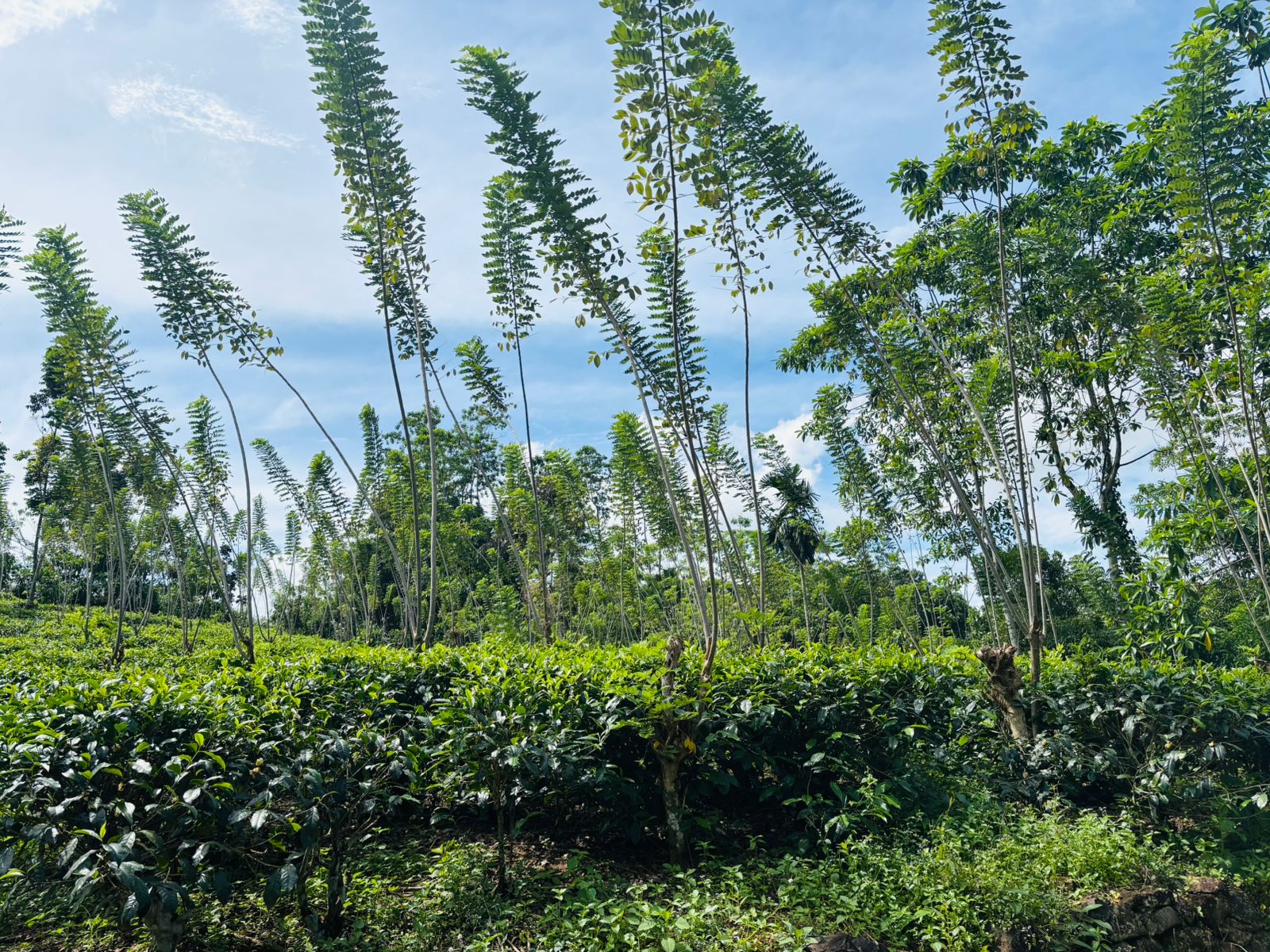 Tea Land for Sale in Galle