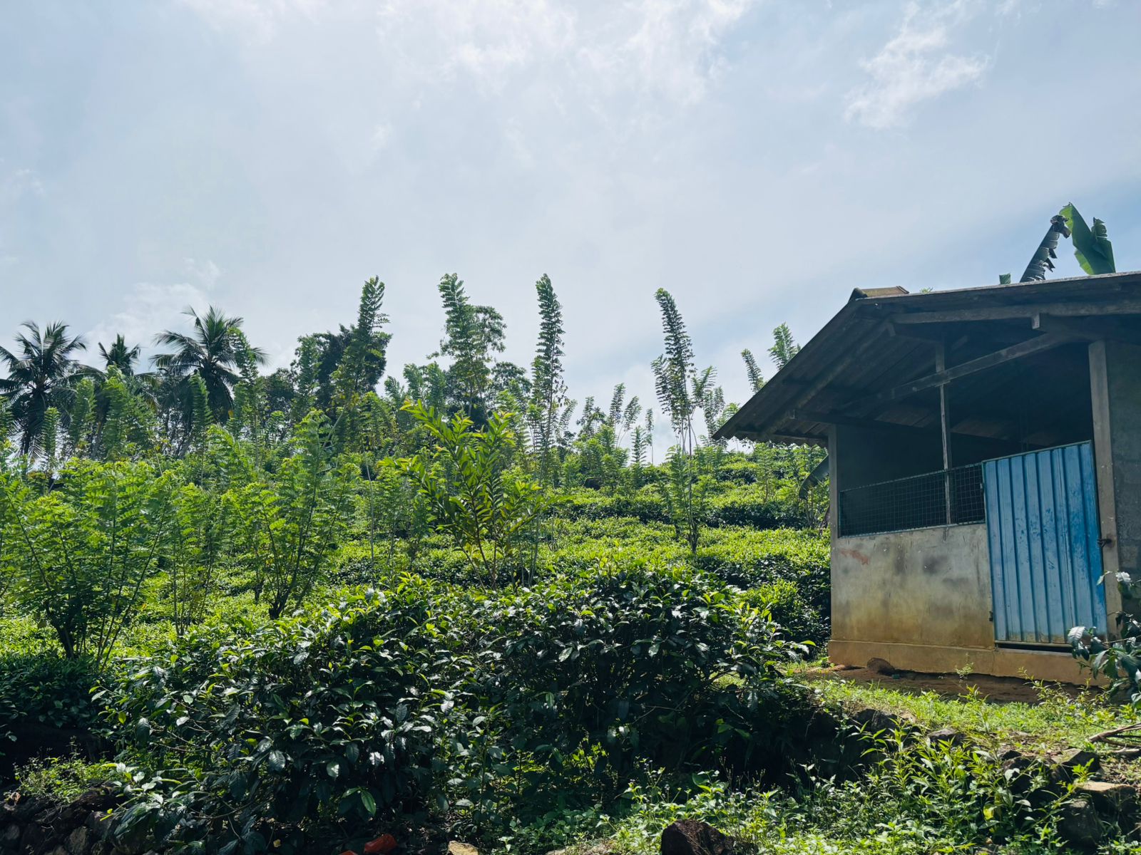 Tea Land for Sale in Galle