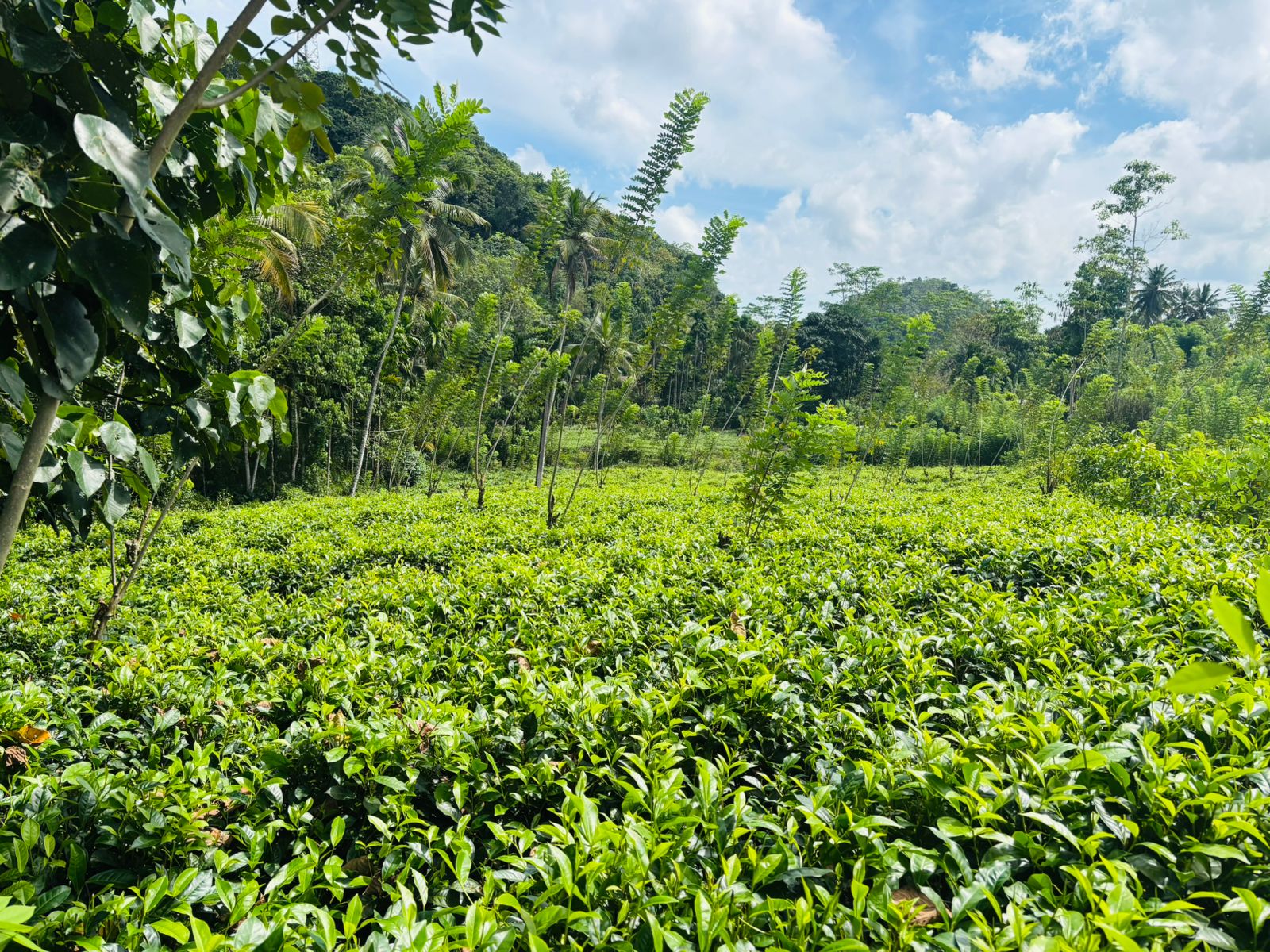 Tea Land for Sale in Galle