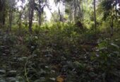 Land For Sale In Matale