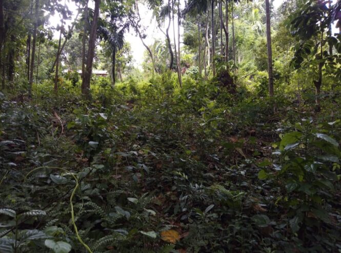 Land For Sale In Matale